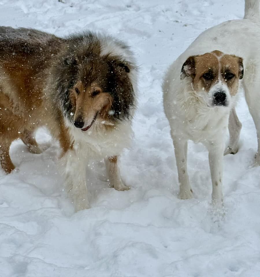 SNOW - NECEY STID - 1-5-2025.jpg